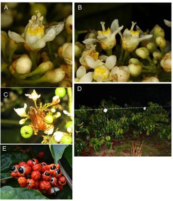 Nocturnal Bee Pollinators Are Attracted to Guarana Flowers by Their Scents